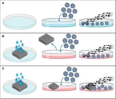 Advancing bovine in vitro fertilization through 3D printing: the effect of the 3D printed materials